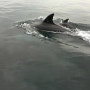 제주도 스쿠버다이빙 투어 5 : 셋째날 스쿠버 다이빙 후 제주 남방돌고래떼를 만나다!