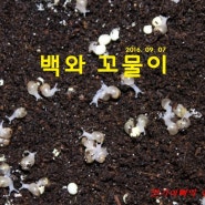 [취미] 달팽이 키우기 - 너무나 이쁜 백와 꼬물이들