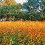 들꽃 만연한 올림픽 공원의 가을