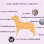 개 아토피(canine atopic dermatitis)에 필요한 핵심 영양소 3가지