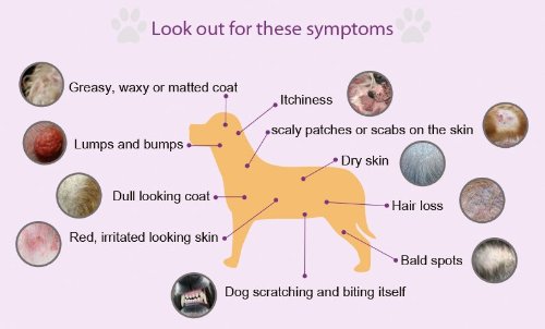 개 아토피(canine atopic dermatitis)에 필요한 핵심 영양소 3가지 : 네이버 블로그