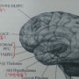 뇌 속으로 떠나는 여행 11 - 뇌, 하나님 설계의 비밀