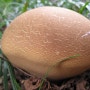 버섯종류-단풍나무 아래에서 자란 말징버섯 Calvatia craniiformis