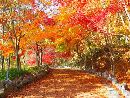 단풍명소 먼저 알아보기 : 네이버 블로그
