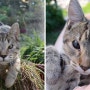 눈꺼풀 없이 태어난 고양이 남매 '도라' 와 '펠릭스'가 구조된 이야기 [자양동24시 동물병원/로얄 도그&캣 메디컬센터]