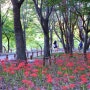 꽃무룻/ 성남 중앙공원 .신구대 식물원
