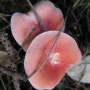 버섯종류 - 수원무당버섯(Russula mariae Peck)