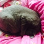 고양이 러시안블루 :: 2월 3월 4월 거꾸로 쓰는 모모일기