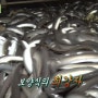 생방송투데이에 소개된 김포수산 상천장어성!!
