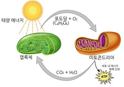 물질대사의 종류에 대해서! : 네이버 블로그