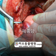 부산 강아지 폐종양 수술