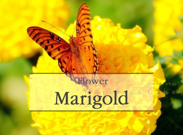 메리골드 Marigold(금잔화)-꽃말과 사진 : 네이버 블로그