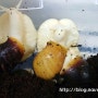 달팽이 성장과정-2 ( 3개월부터 5개월까지)