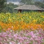 수원 당수동 시민농장-최상의 가을 꽃나들이!