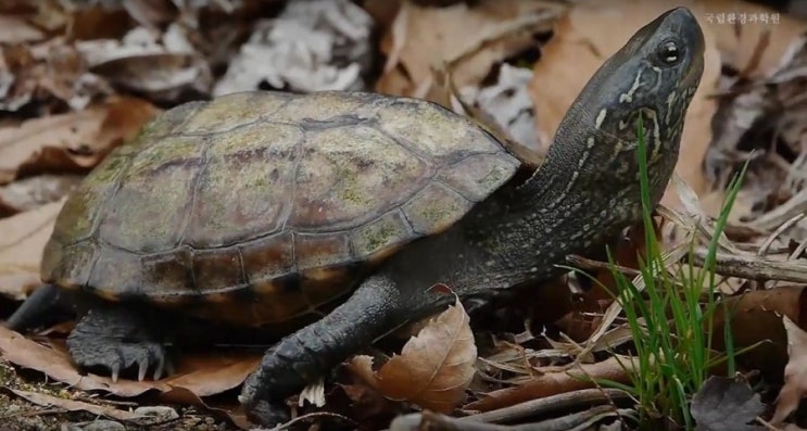 남생이 [Reeve's turtle] : 네이버 블로그