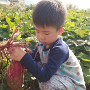 아이와함께 농촌체험 2탄 고구마캐기!