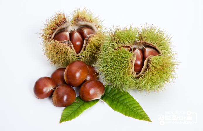 가을간식 | 밤이 맛있는 밤톨이 마을, 충남 공주 정안 알밤! 밤의 영양소 알려드려요~ : 네이버 블로그