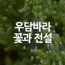 우담바라꽃, 꽃말 궁금해요 : 네이버 블로그