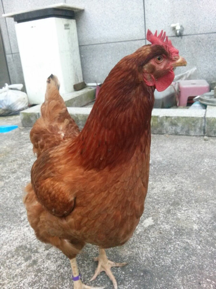 꼬꼬일기 꼬꼬 사진모음 : 네이버 블로그