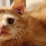 못생긴(?) 외모때문에 입양이 어려웠던 고양이 로미오 [자양동24시 동물병원/로얄 도그&캣 메디컬센터]