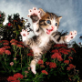 Photographer Seth Casteel captured the expressions of different animals in mid-air and in water 1