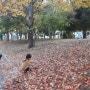 낙엽. 가을 만끽하는 권남매♡