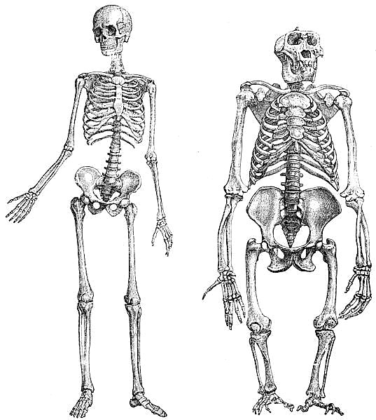 인간과 침팬지의 차이점(Human vs Chimpanzee). : 네이버 블로그