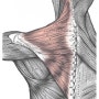 [바디퍼포먼스] 어깨통증개선 - 상승모근 근육 테이핑