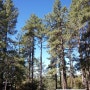 미국서부여행 :: LA여행, 아이딜와일드 캠핑 여행기 3탄, Idyllwild County Park Campground