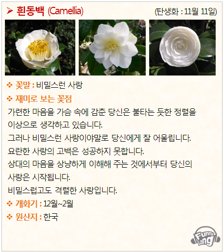 [꽃말 모음/탄생화] 흰동백 (Camellia) - 11월 11일 : 네이버 블로그