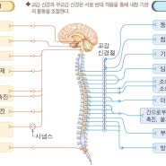 부교감신경계약물(알츠하이머, 녹내장, 구강건조증 등)