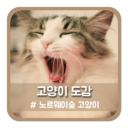 고양이 종류 # 노르웨이숲 고양이 : 북유럽의 숲 노르웨이숲 성격과 특징, 외모와 유래, 털빠짐과 키우기! [북유럽/가격/성묘] : 네이버 블로그