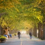 [사진이야기-풍경] 가을 은행나무길