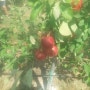 사과묘목 체리 푸룬 마키베리 포포