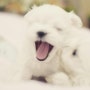 반려견 키우기_강아지와 잠들면 좋은점 7가지!