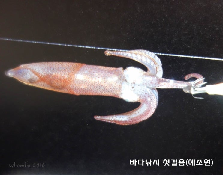 꼴뚜기 호래기 맛있게 먹는방법 먹물을 통채로~ : 네이버 블로그
