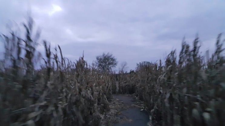 퍼듀대학교 - 인디애나 콘메이즈 체험 : Exploration Acres-Corn Maze : 네이버 블로그
