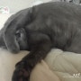고양이 러시안블루 :: 침대에서 하루종일 사는 이불냥 뚱냥이 만취냥 모모
