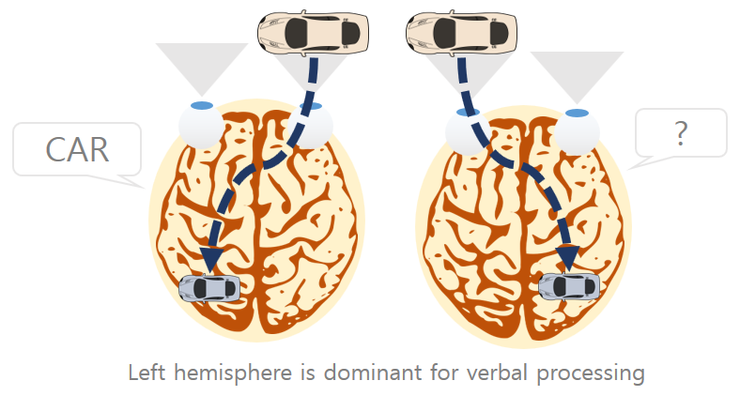 뇌량(Corpus callosum) : 네이버 블로그