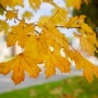 황금빛가을 -캐나다 메이플 canadian maple tree