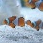 [ 해수어 정보 ] 퍼큘라 크라운 Percula Clown Fish - Amphiprion percula (일명 니모 Nemo)