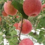 사과10kg, 사과5kg 사과직거래 (판매마감)