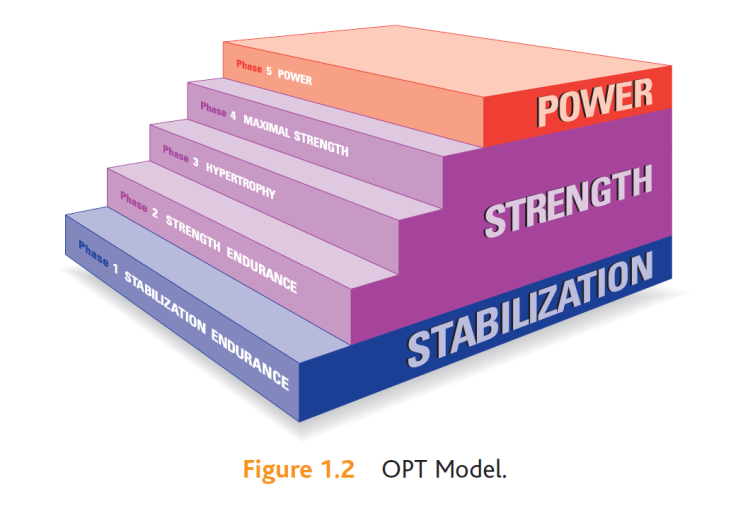 [NASM CPT CH.1] OPT 모형이란 무엇인가?/ 안정화 단계 : 네이버 블로그