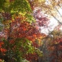노이드 청계산 마지막 가을 산행 매봉 등산코스 (원터골, 옛골 기준)