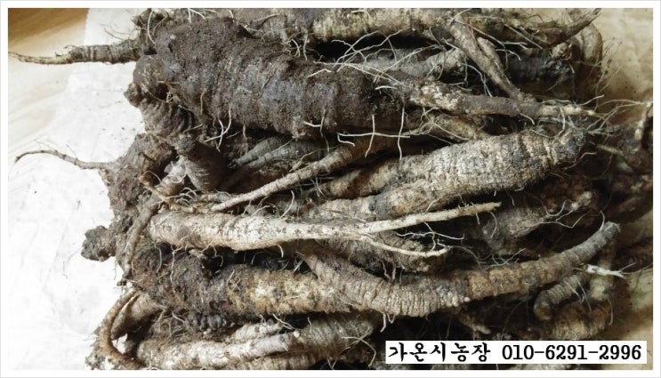 자연산 더덕파는곳, 자연산 산더덕판매 [자연산 더덕채취, 향기, 효능 최고] : 네이버 블로그