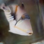 [ 해수어 정보 ] 피카소 트리거 Picasso triggerfish -Rhinecanthus aculeatus