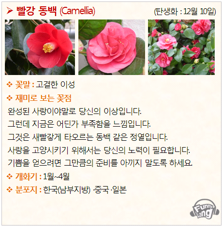 [꽃말모음/탄생화] 빨강 동백 (Camellia) - 12월10일 : 네이버 블로그