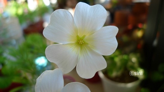 옥살리스 캐타라 화이트 (Oxalis Cathara White) / 사랑초 / 괭이밥 : 네이버 블로그