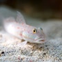 [ 해수어 정보 ] 다이아몬드 고비 Diamond Goby - Valenciennea puellaris