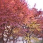 가을의 끝에서 양재천을 걷다 - 아이폰7플러스로 사진을 찍다..